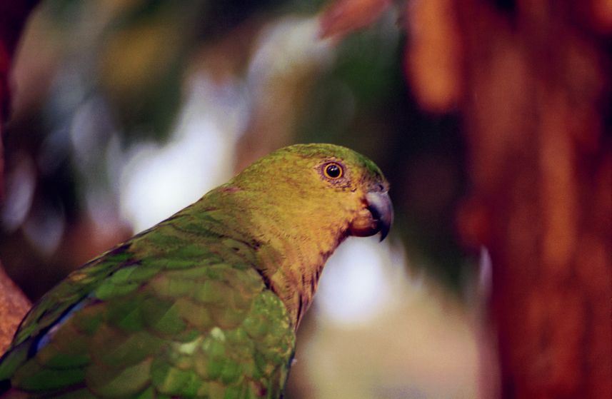 bird_rosella10.jpg