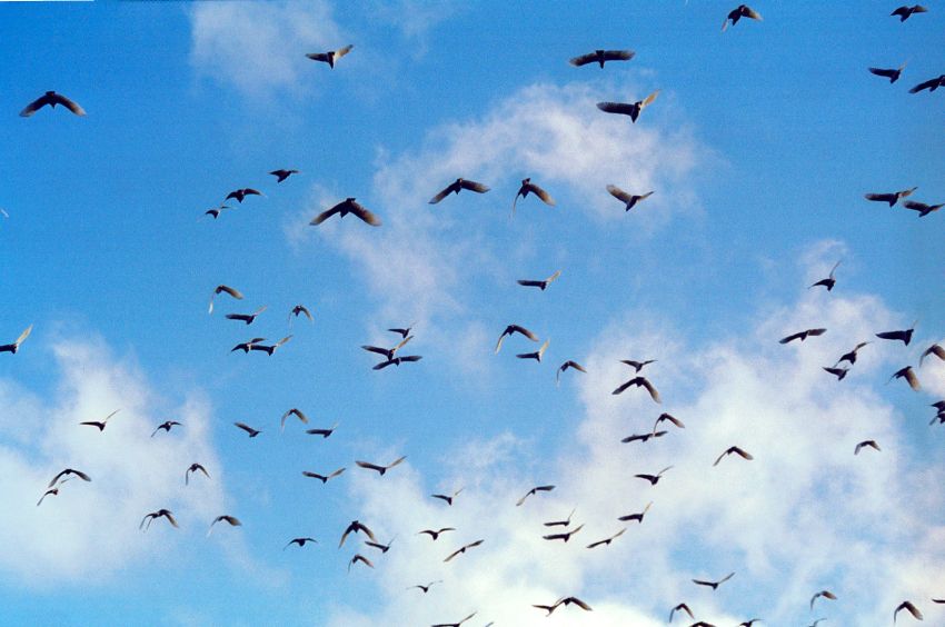 cockatoos.jpg