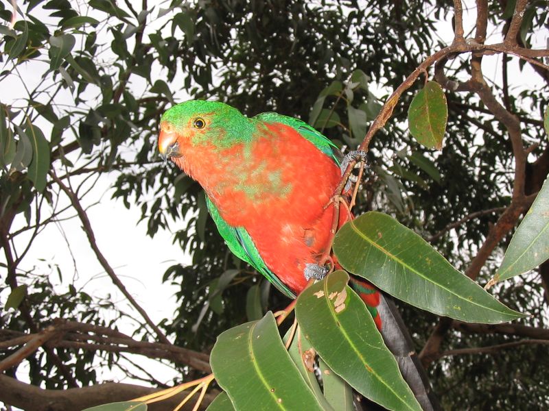 pebbly_beach_parrot2.jpg