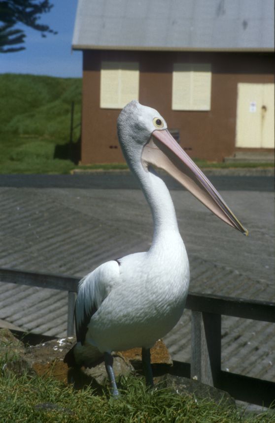 r04_Pelikan1.jpg