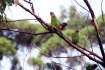 bird_rosella4.jpg
