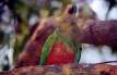 bird_rosella9.jpg