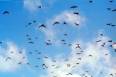 cockatoos.jpg