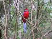pebbly_beach_rosella.jpg