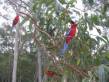 pebbly_beach_rosellas.jpg