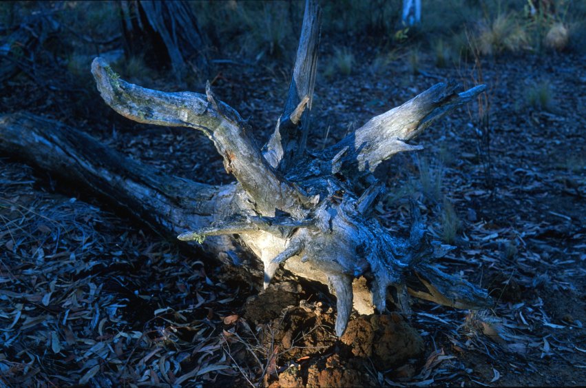 BlackMt_Dead_Tree.jpg