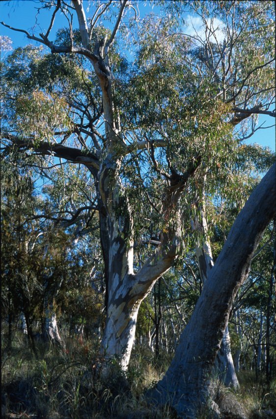BlackMt_Forest1.jpg