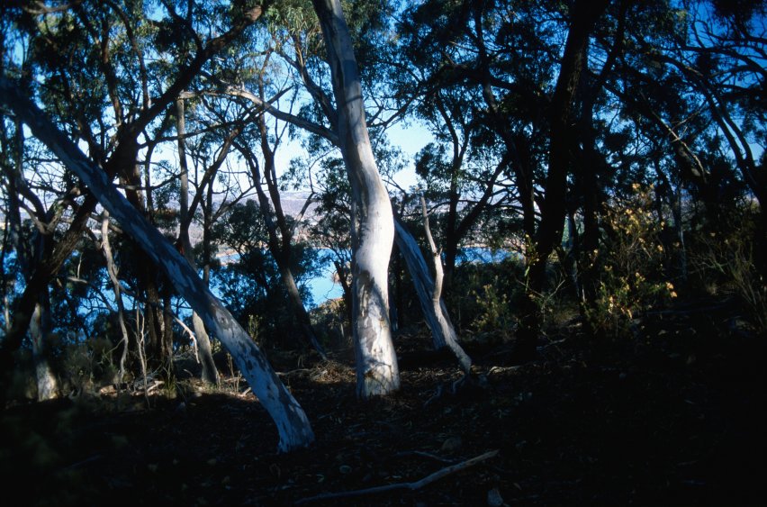 BlackMt_Forest3.jpg