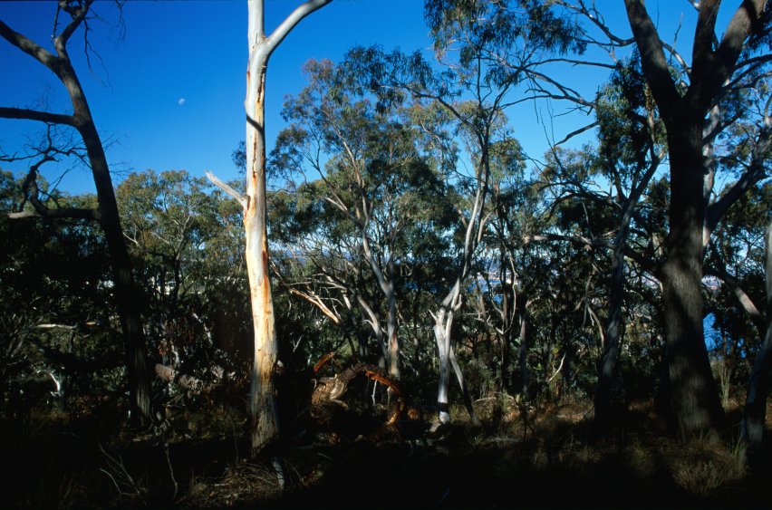 BlackMt_Forest4.jpg