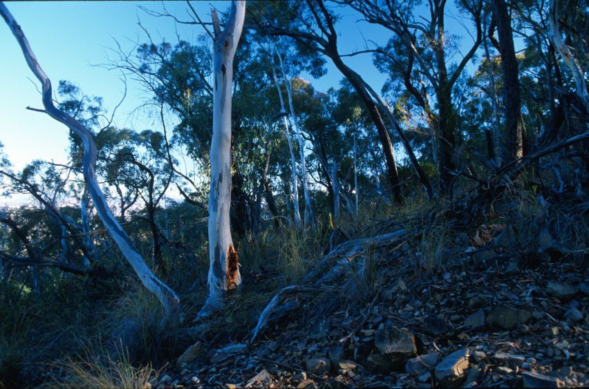 BlackMt_Forest5.jpg