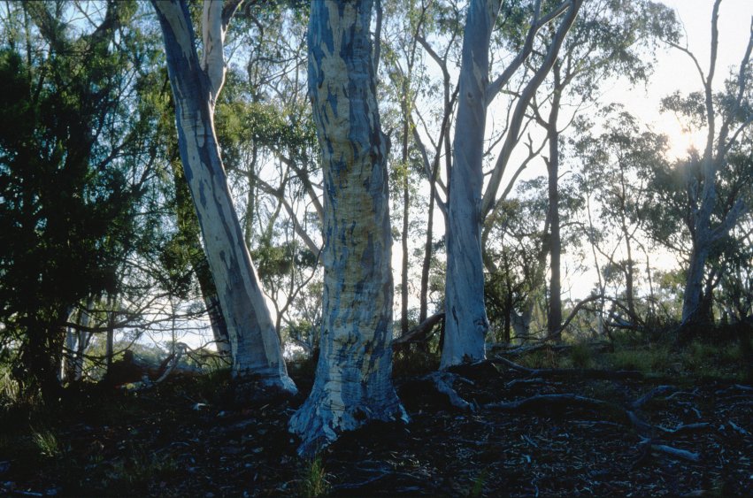 BlackMt_Forest_Against_Sun.jpg