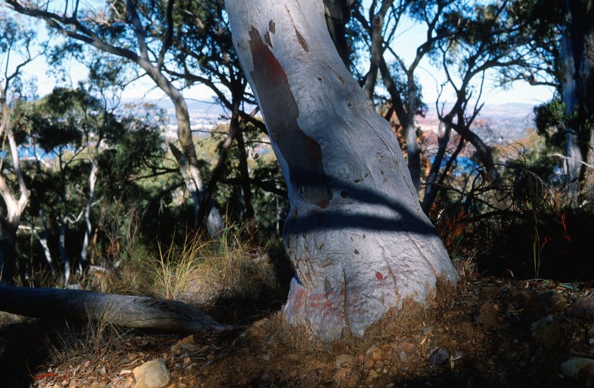 BlackMt_Red_Gumtree2.jpg