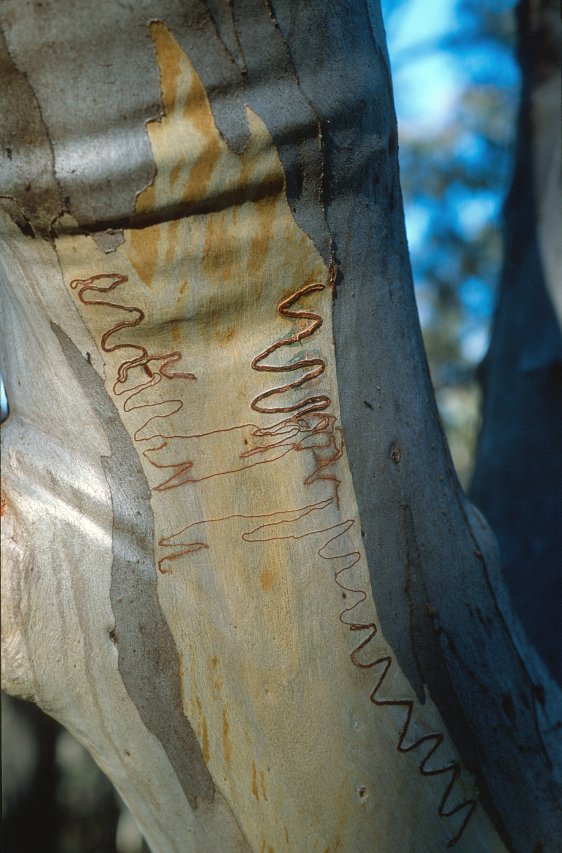 BlackMt_Scribbly_Gum2.jpg