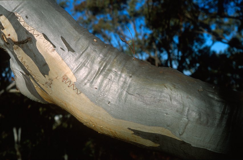BlackMt_Scribbly_Gum4.jpg