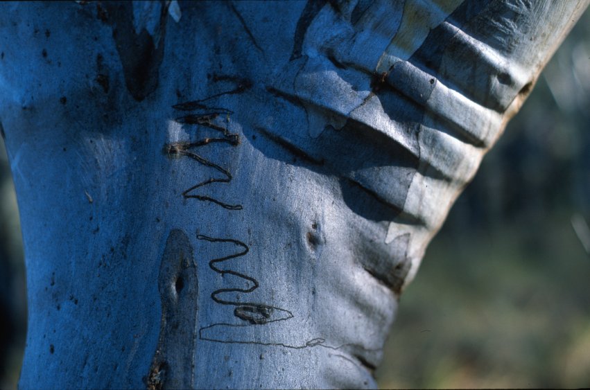 BlackMt_Scribbly_gum1.jpg