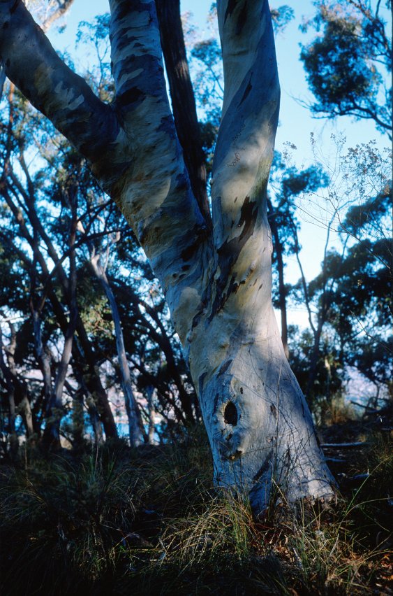 BlackMt_Tree1.jpg