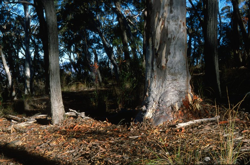 BlackMt_Tree2.jpg