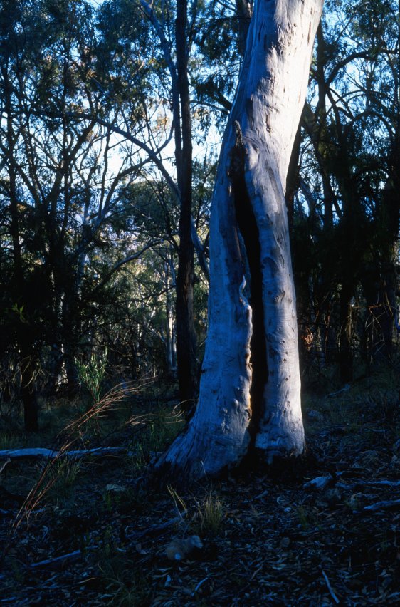 BlackMt_Tree3.jpg