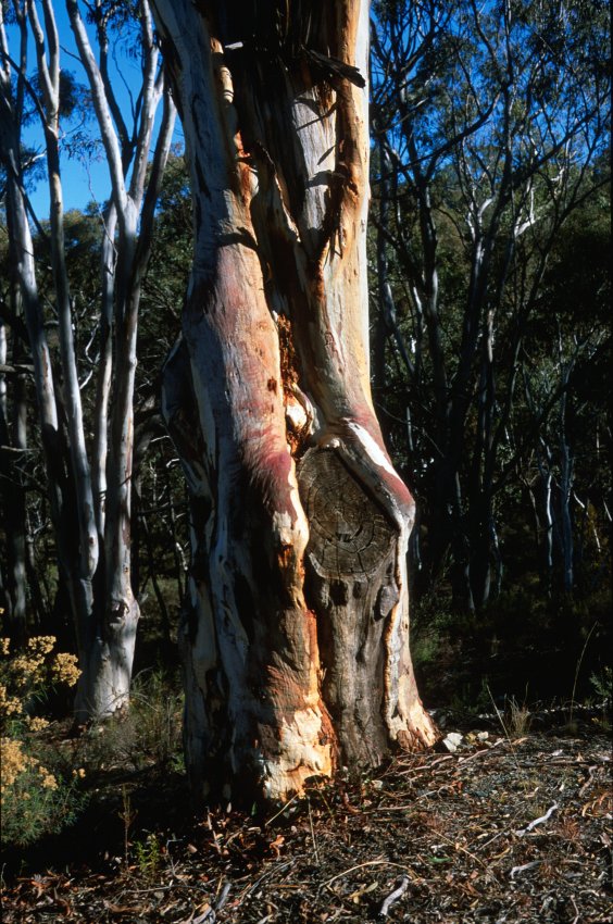 BlackMt_red_gumtree1.jpg