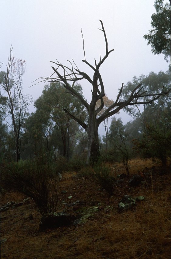 MtAinslie_Dead_Tree.jpg