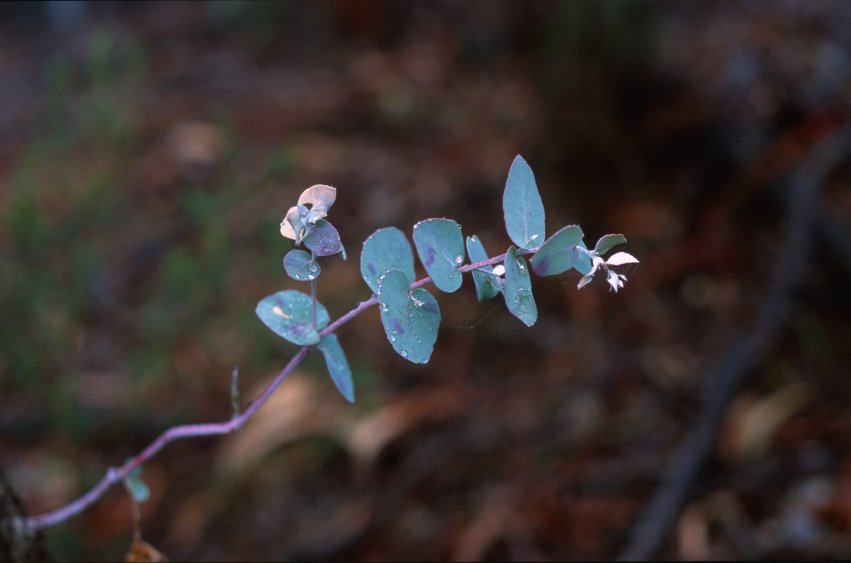MtAinslie_Leaves.jpg