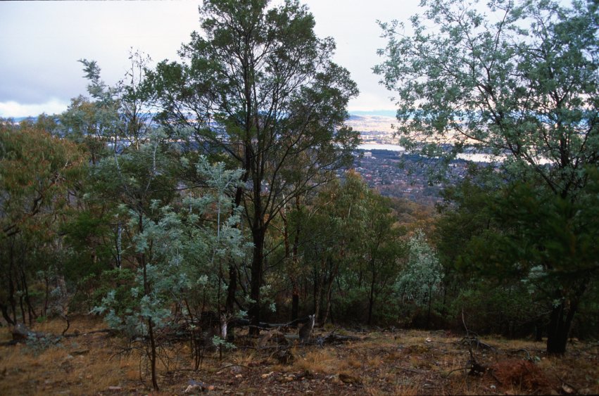MtAinslie_city_and_roos2.jpg