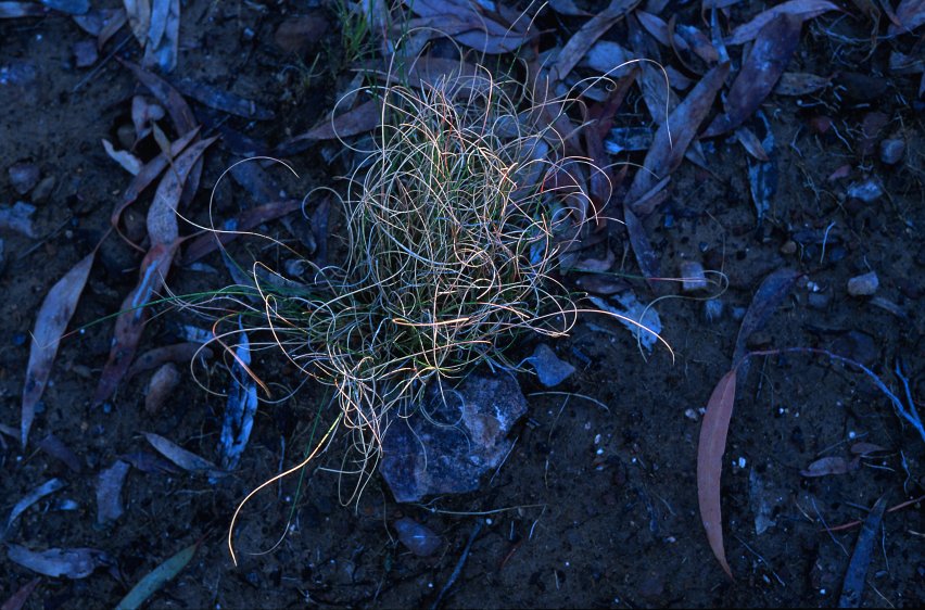 grass.jpg