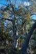 BlackMt_Forest1.jpg