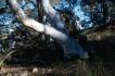 BlackMt_Forest2.jpg