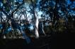 BlackMt_Forest3.jpg