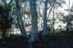 BlackMt_Forest_Against_Sun.jpg