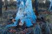 BlackMt_Scribbly_Gum5.jpg