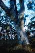 BlackMt_Tree1.jpg