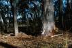 BlackMt_Tree2.jpg
