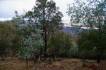 MtAinslie_city_and_roos2.jpg