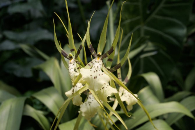 Singapore_orchidsIMG_0442.jpg