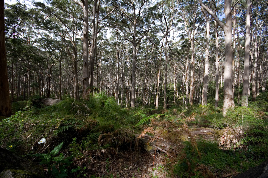 Karri Forest