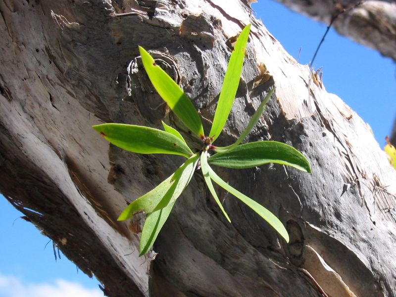 leaves.jpg