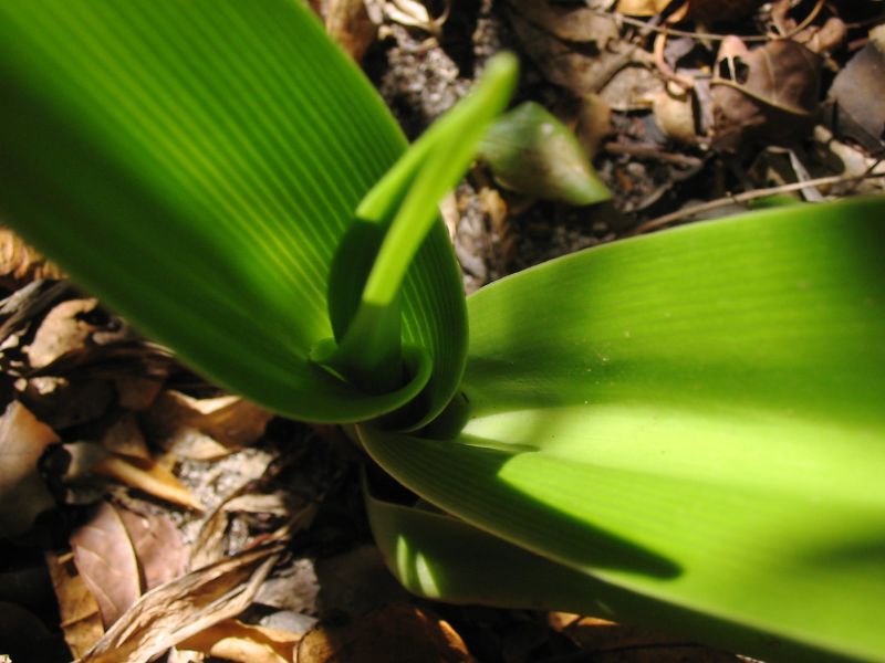 leaves2.jpg