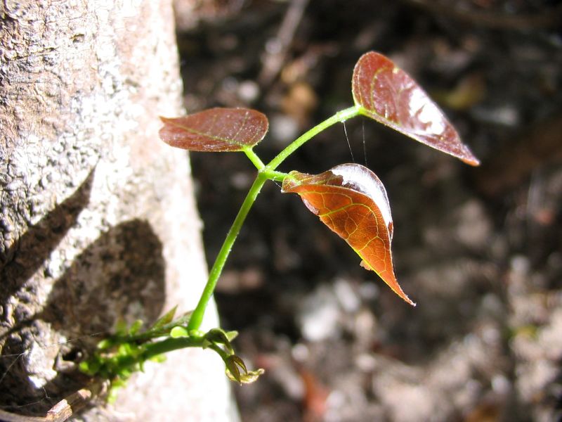 leaves3.jpg