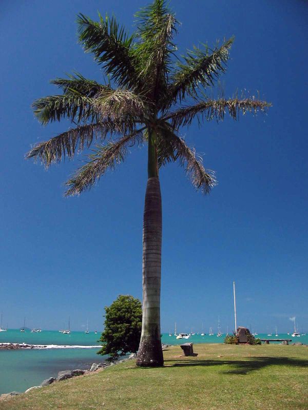 palm.jpg