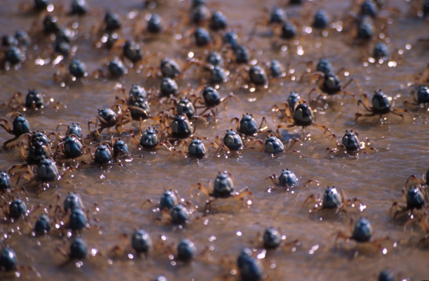 14b_crabs.jpg
