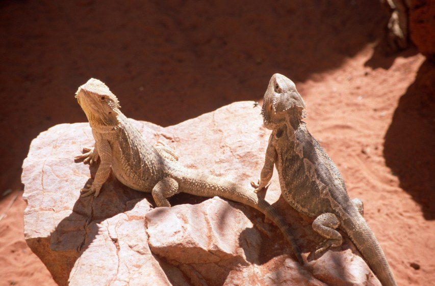 1B_lizards.jpg