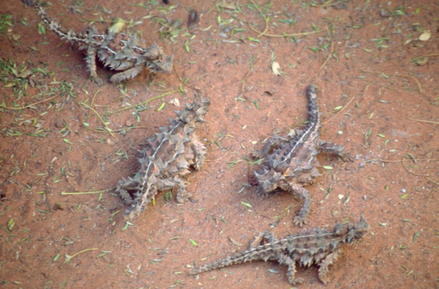 1B_thorny_devils.jpg