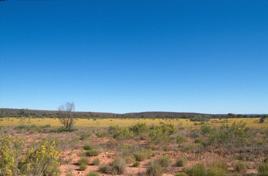 2A_desert_in_bloom1.jpg