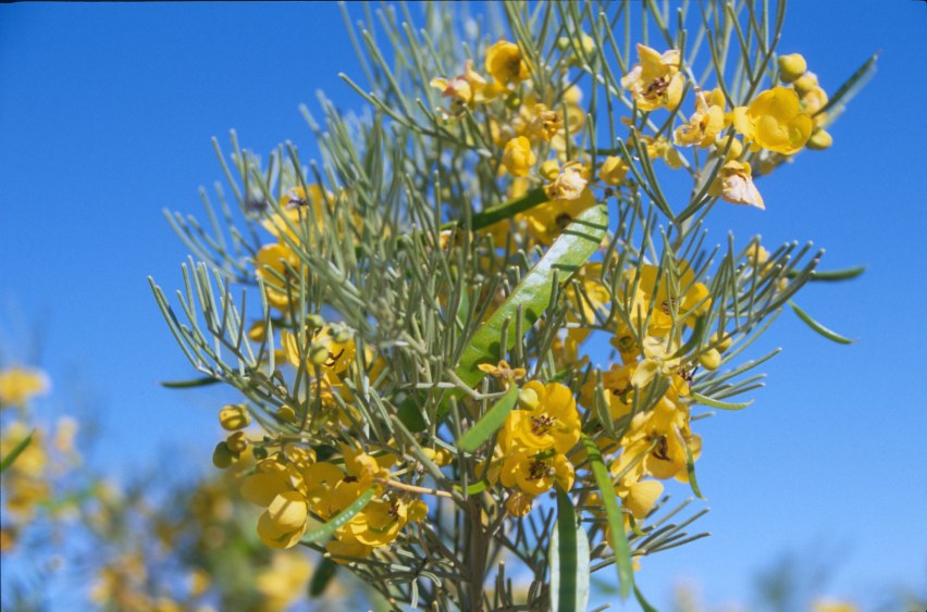 2A_wildflowers1.jpg