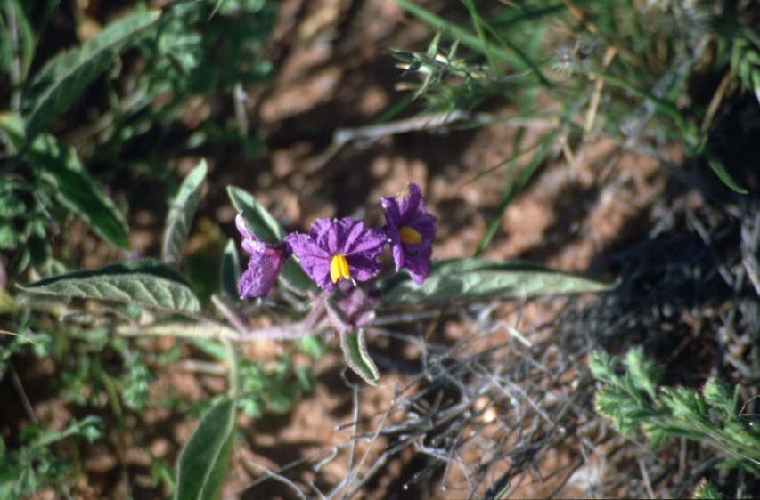 2A_wildflowers3.jpg