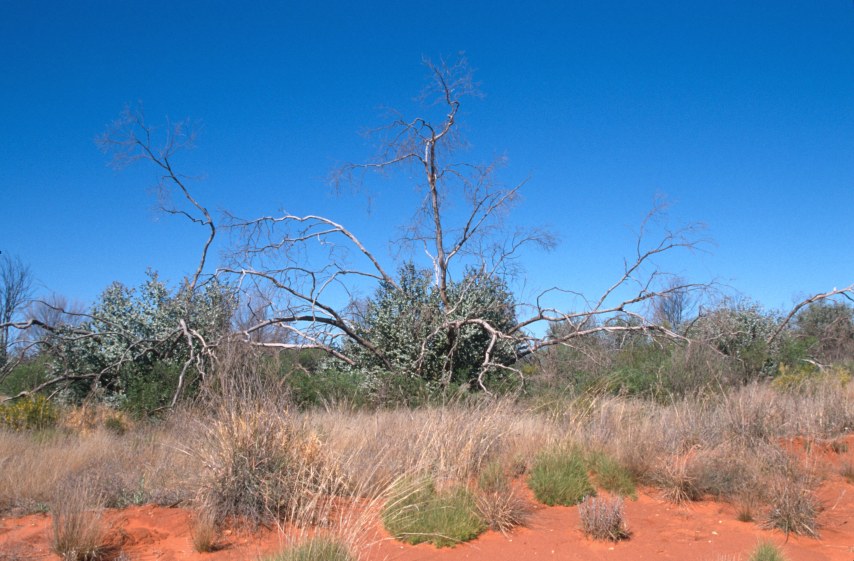 2B_dead_tree.jpg