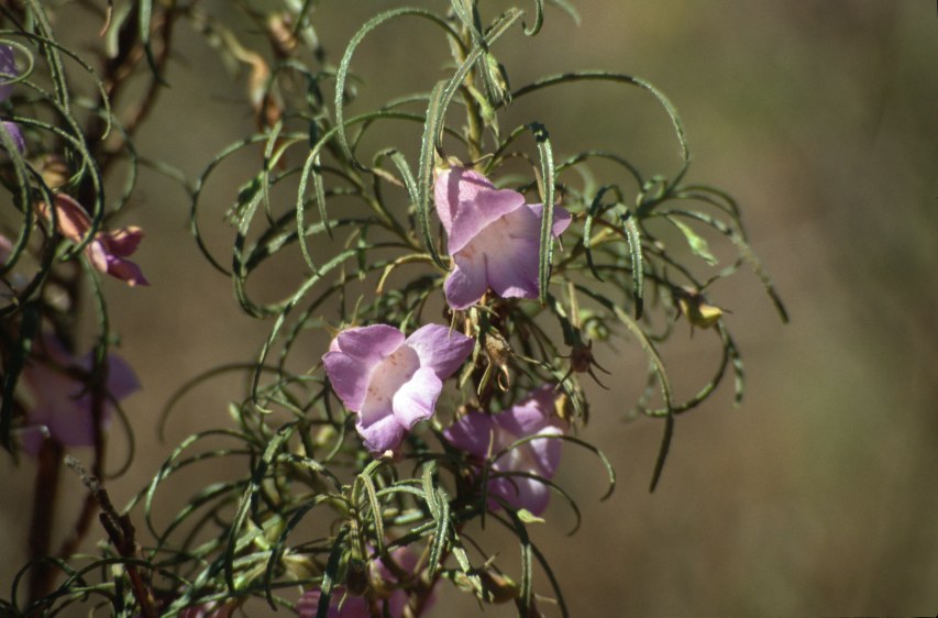 2B_wildflowers4.jpg