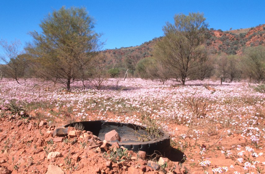 2B_wildflowers_roadside.jpg